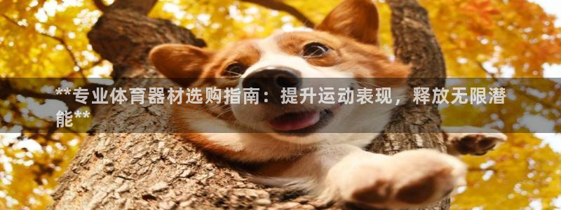 耀世娱乐登录注册：**专业体育器材选购指南：提升运动